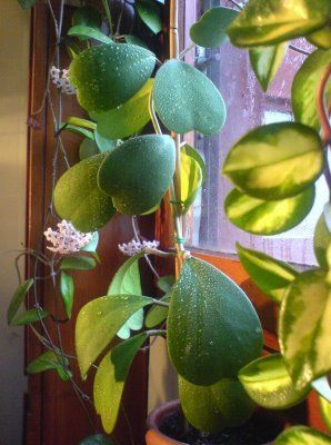 Hoya kerrii - sau cand natura serbeaza Valentine's Day